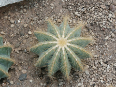 Parodia magnifica