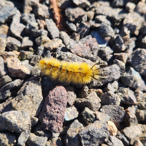 Banded Tussock Moth