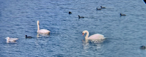 Mute Swan