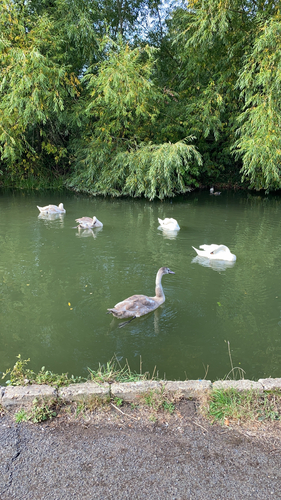 Mute Swan
