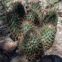 Coryphantha octacantha