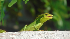 Bronchocela jubata