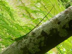 Bronchocela jubata