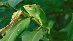 Bronchocela jubata