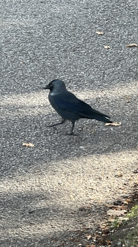 Eurasian Jackdaw