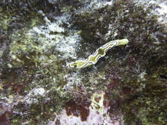 Doriprismatica