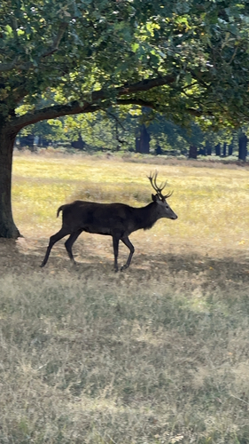 Red Deer