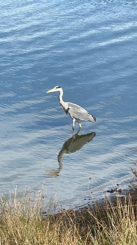 Grey Heron
