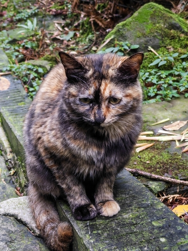 Domestic Cat