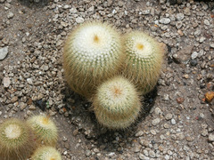 Parodia lenninghausii