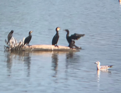 Great Cormorant