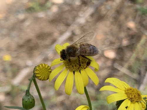 Western Honey Bee