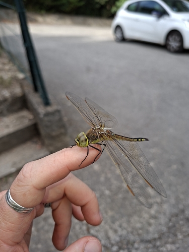 Vagrant Emperor