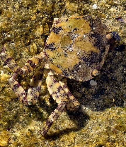 Asian Shore Crab