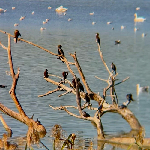 Pygmy Cormorant