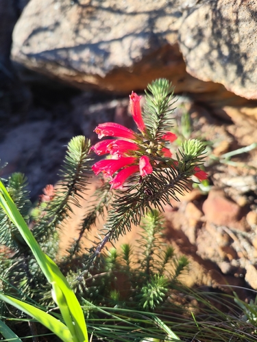 Erica abietina, 2026-10-04