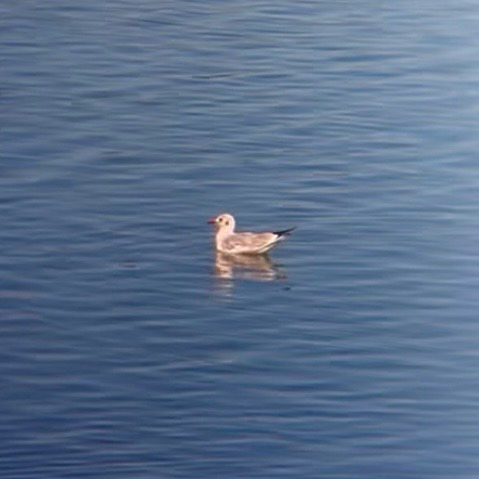 Black-headed Gull