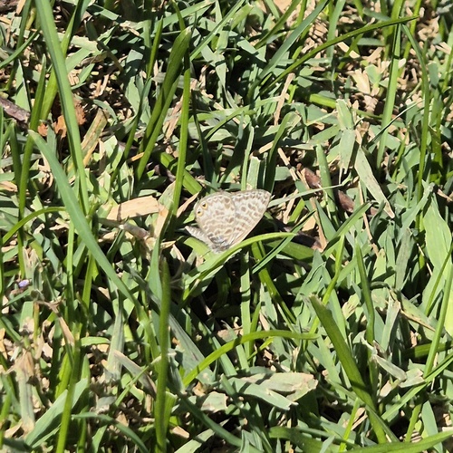 Lang's Short-tailed Blue