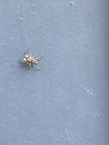 Half-edged Wall Jumping Spider