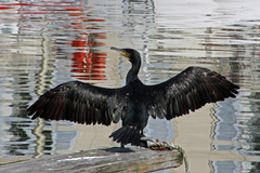 Phalacrocorax carbo