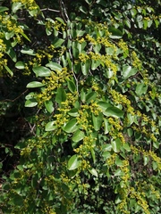 Paliurus spina-christi