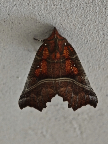 Herald Moth