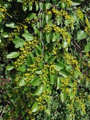 Paliurus spina-christi