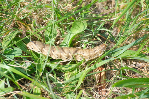 Convolvulus Hawkmoth