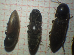 Agriotes sordidus