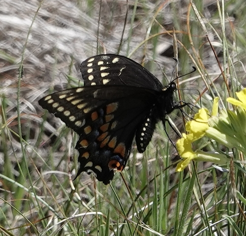 Anise swallowtail