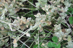 Stellaria vestita