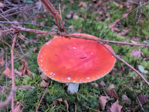 Fly Agaric