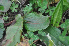 Rumex nepalensis