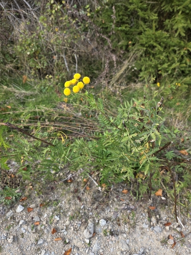 Common Tansy