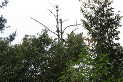 Oreophasis derbianus