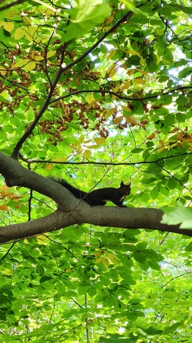 Eurasian Red Squirrel