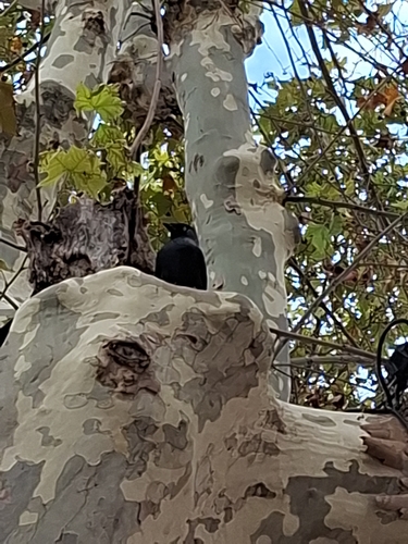 Eurasian Jackdaw