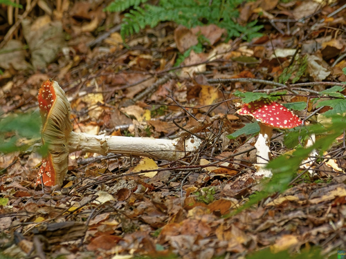 Fly Agaric