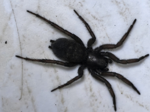 Pireneitega spinivulva