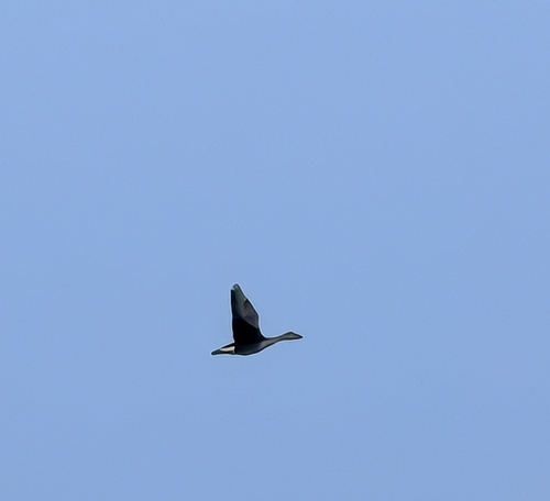 Tundra Bean Goose