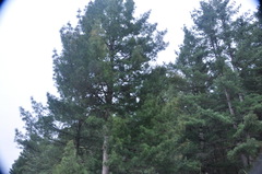 Pinus wallichiana