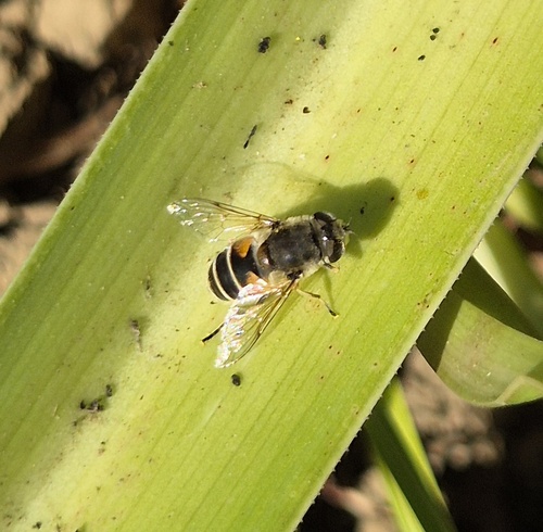 Eurasian Drone Fly