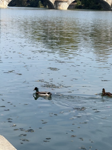 Mallard