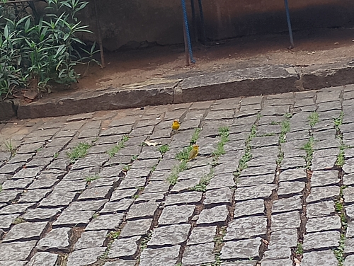 Saffron Finch