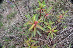 Euphorbia griffithii