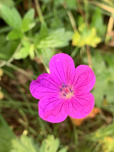 Marsh Crane's-bill