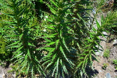 Ptilostemon casabonae