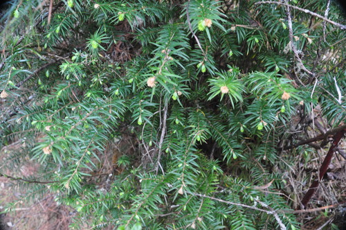 Himalayan hemlock