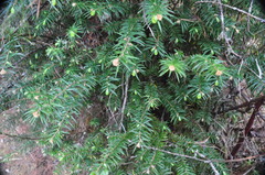 Tsuga dumosa