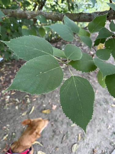 Paper mulberry